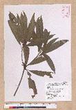 Litsea acuminata (Blume) Kurata l