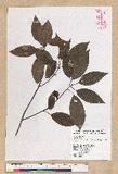Neolitsea parvigemma (Hayata) Kanehira & Sasaki p޷sl
