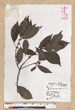 Neolitsea parvigemma (Hayata) Kanehira & Sasaki p޷sl