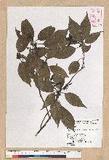 Neolitsea parvigemma (Hayata) Kanehira & Sasaki p޷sl