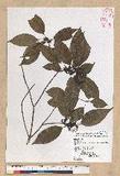 Neolitsea parvigemma (Hayata) Kanehira & Sasaki p޷sl