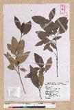 Litsea morrisonensis Hayata ɤsl