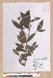 Litsea morrisonensis Hayata ɤsl