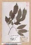 Castanopsis formosana (Skan) Hayata OW