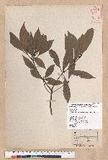 Litsea lii Chang var. nunkao-tahangensis (Liao) Liao ~l