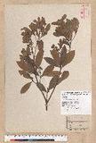 Litsea hypophaea Hayata pl(׾)