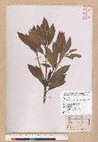 Cyclobalanopsis championii (Benth.) Oerst. ex Schott. n