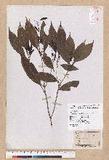 Cyclobalanopsis repandaefolia (Liao) Liao itR