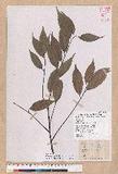 Castanopsis carlesii (Hemsl.) Hayata 