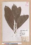Castanopsis kawakamii Hayata jWL
