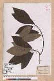 Lindera megaphylla Hemsl. j