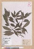 Cyclobalanopsis glauca (Thunb.) Oerst. CR