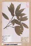 Pasania harlandii (Hance) Oersted u_