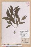Castanopsis carlesii (Hemsl.) Hayata var. sessilis Nakai 