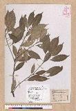 Pasania rhombocarpa Hayata ٪GR