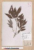 Cyclobalanopsis salicina (Blume) Oerstedt խIR