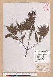 Cyclobalanopsis sessilifolia (Blume) Schottky lR