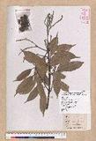 Pasania glabra (Thunb.) Oerst. luR