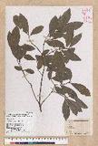 Litsea hypophaea Hayata pl(׾)