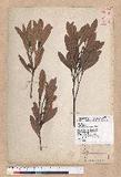 Pasania dodonaeifolia (Hayata) Hayata h_