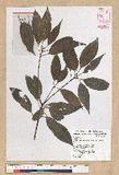 Neolitsea parvigemma (Hayata) Kanehira & Sasaki p޷sl