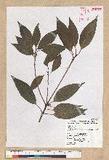 Neolitsea parvigemma (Hayata) Kanehira & Sasaki p޷sl