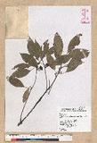 Neolitsea parvigemma (Hayata) Kanehira & Sasaki p޷sl