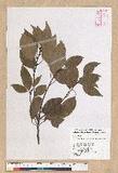 Neolitsea parvigemma (Hayata) Kanehira & Sasaki p޷sl
