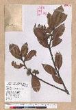 Cyclobalanopsis sessilifolia (Blume) Schottky lR