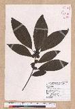 Lindera megaphylla Hemsl. j