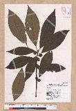 Lindera megaphylla Hemsl. j