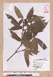 Litsea acuminata (Blume) Kurata l