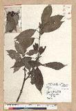Neolitsea sericea (Blume) Koidz. շsl