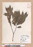 Cyclobalanopsis sessilifolia (Blume) Schottky lR