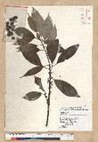 Neolitsea sericea (Blume) Koidz. շsl