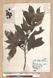 Neolitsea sericea (Blume) Koidz. շsl