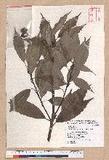 Cyclobalanopsis glauca (Thunb.) Oerst. CR