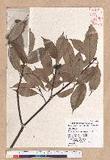 Cyclobalanopsis glauca (Thunb.) Oerst. CR