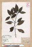 Neolitsea parvigemma (Hayata) Kanehira & Sasaki p޷sl