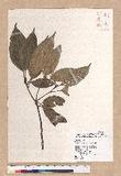 Pasania rhombocarpa Hayata ٪GR