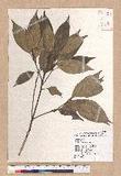 Pasania rhombocarpa Hayata ٪GR