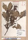 Pasania rhombocarpa Hayata ٪GR