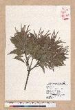 Pasania kodaihoensis (Hayata) Li ZjHR