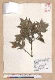 Pasania kodaihoensis (Hayata) Li ZjHR