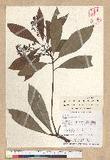 Persea japonica (S...