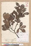 Persea obovatifolia (Hayata) Kostermans ˧Z