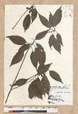 Neolitsea parvigemma (Hayata) Kanehira & Sasaki p޷sl