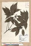 Neolitsea parvigemma (Hayata) Kanehira & Sasaki p޷sl
