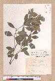 Cinnamomum reticulatum Hayata g