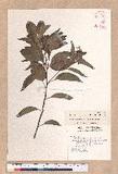 Cinnamomum micranthum (Hayata) Hayata N